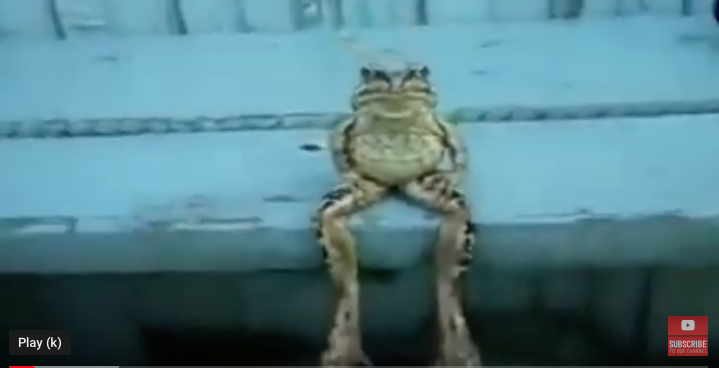 funny frogs video